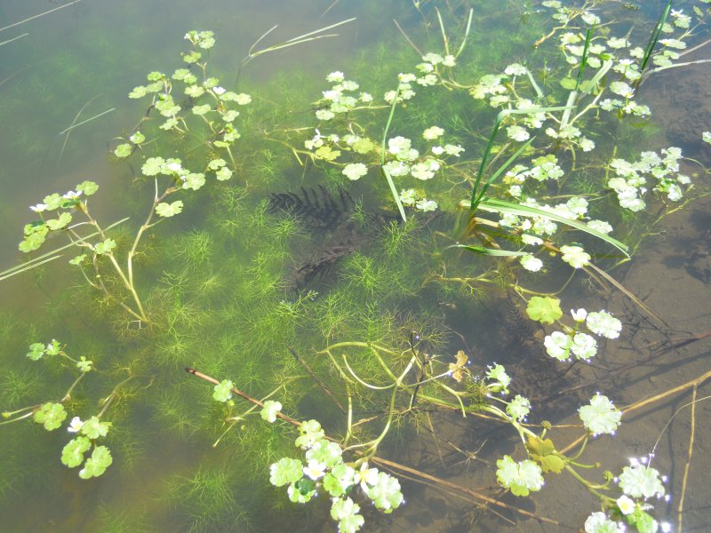 Ranunculus peltatus / Ranuncolo peltato